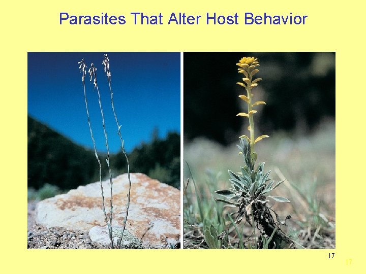 Parasites That Alter Host Behavior 17 17 