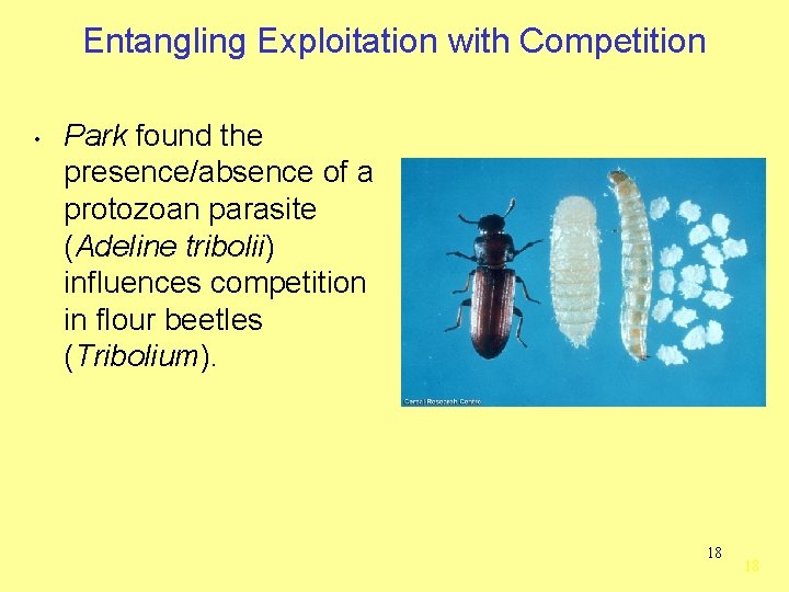 Entangling Exploitation with Competition • Park found the presence/absence of a protozoan parasite (Adeline