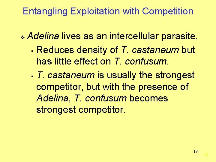 Entangling Exploitation with Competition v Adelina lives as an intercellular parasite. § Reduces density
