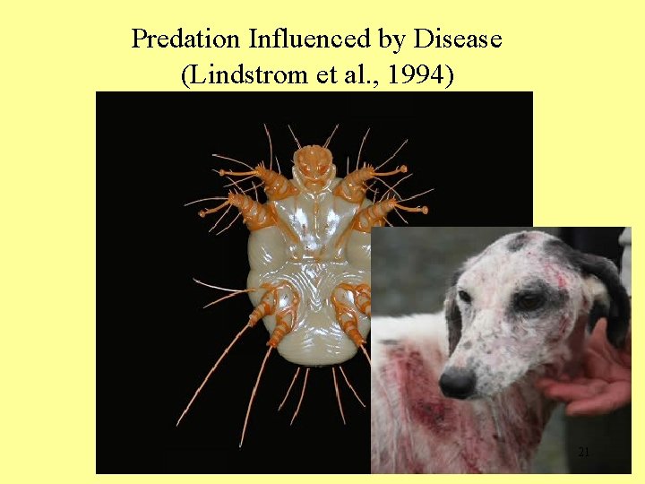 Predation Influenced by Disease (Lindstrom et al. , 1994) 21 21 