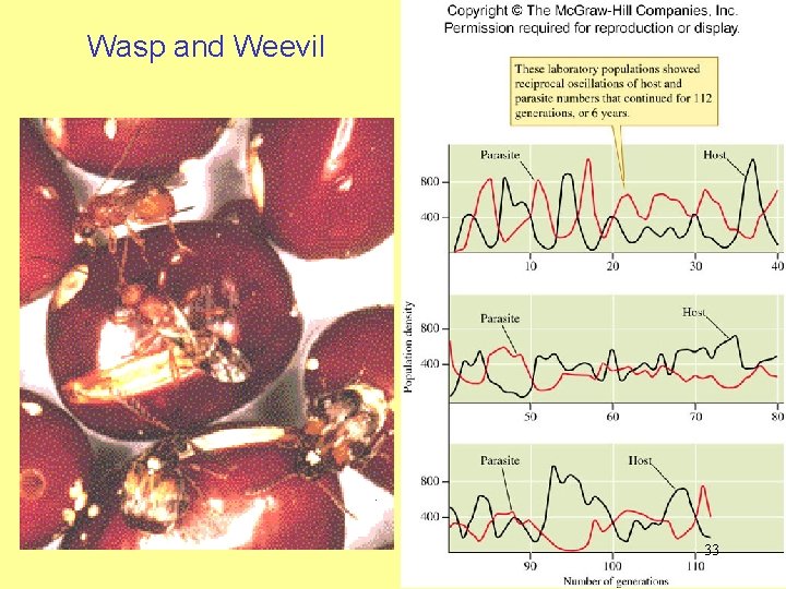 Wasp and Weevil 33 33 