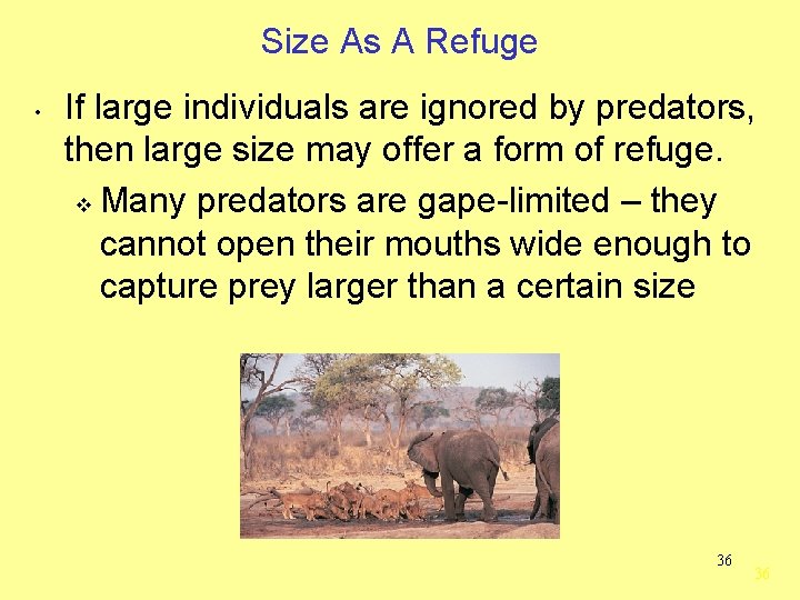 Size As A Refuge • If large individuals are ignored by predators, then large