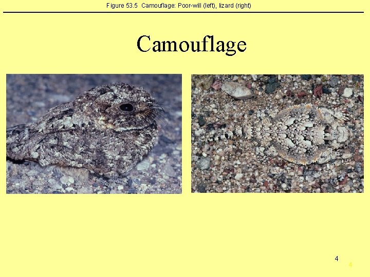 Figure 53. 5 Camouflage: Poor-will (left), lizard (right) Camouflage 4 4 