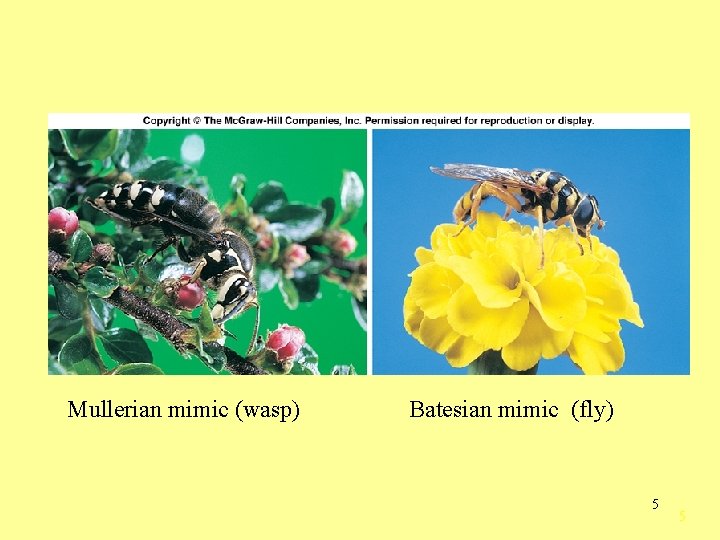 Mullerian mimic (wasp) Batesian mimic (fly) 5 5 