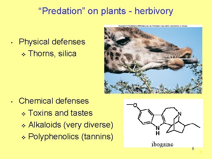 “Predation” on plants - herbivory • • Physical defenses v Thorns, silica Chemical defenses