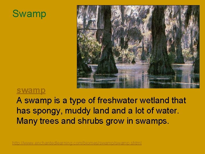 Swamp n swamp A swamp is a type of freshwater wetland that has spongy,