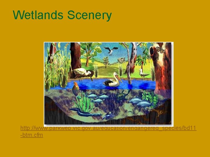 Wetlands Scenery n http: //www. parkweb. vic. gov. au/education/endangered_species/bd 11 -btm. cfm 