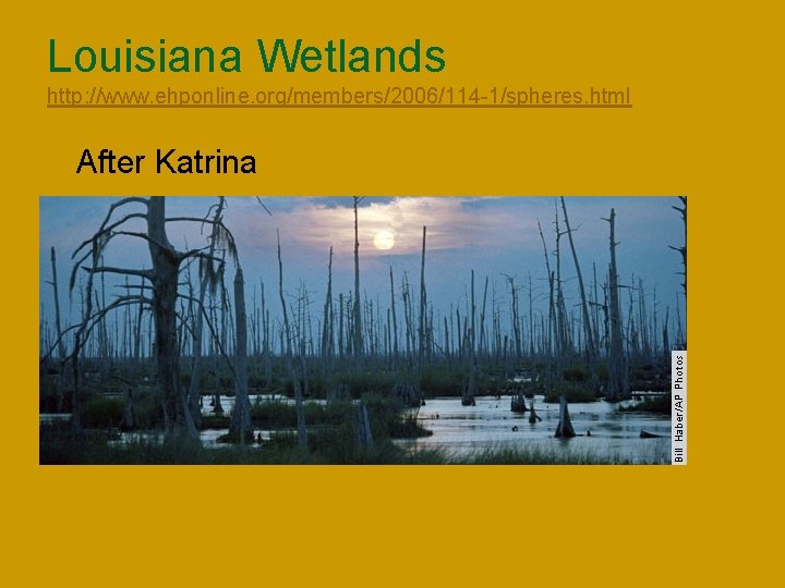 Louisiana Wetlands http: //www. ehponline. org/members/2006/114 -1/spheres. html n After Katrina 