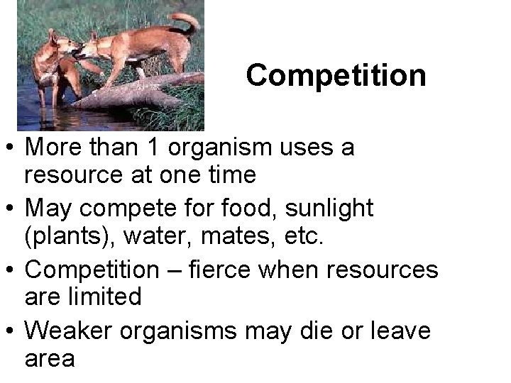 Competition • More than 1 organism uses a resource at one time • May
