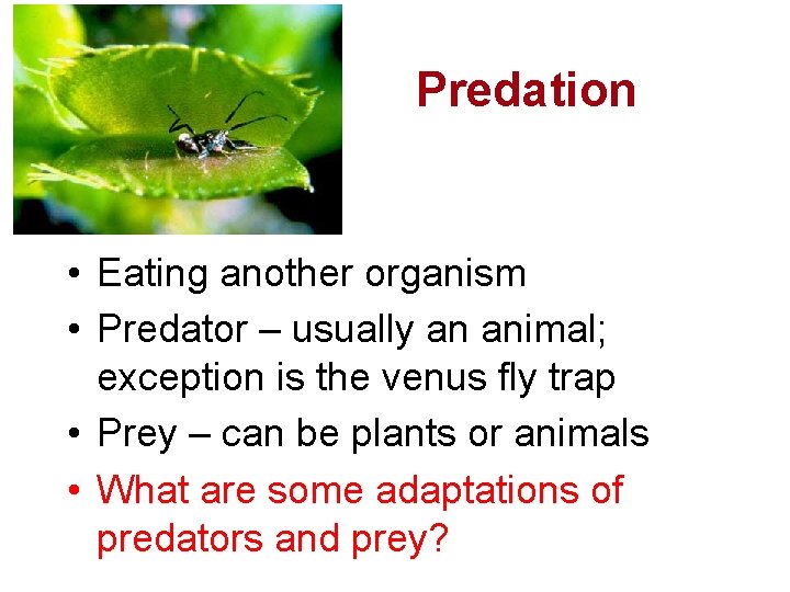 Predation • Eating another organism • Predator – usually an animal; exception is the
