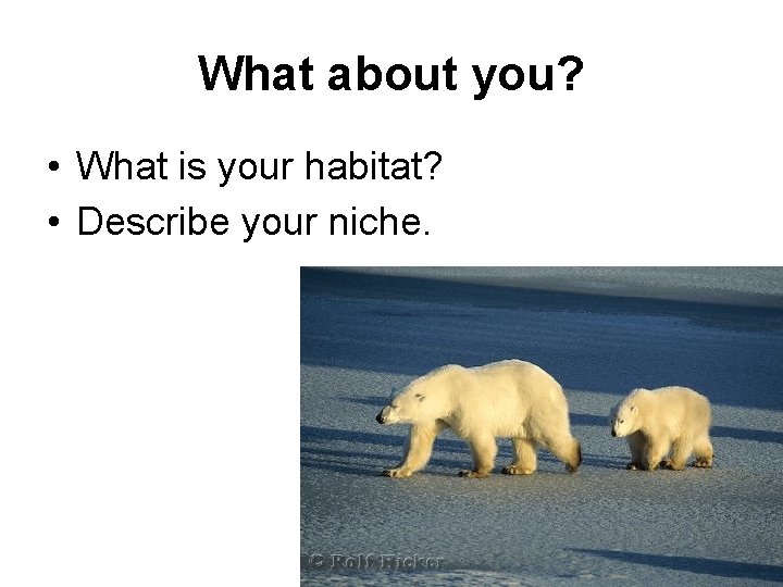 What about you? • What is your habitat? • Describe your niche. 