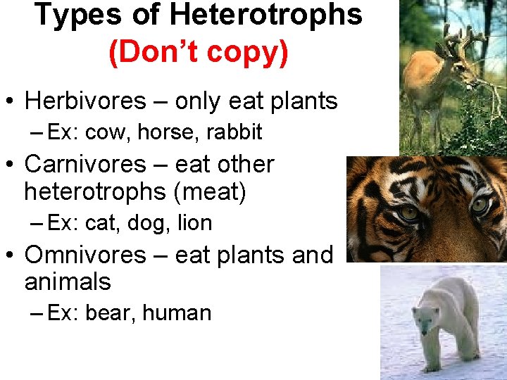 Types of Heterotrophs (Don’t copy) • Herbivores – only eat plants – Ex: cow,