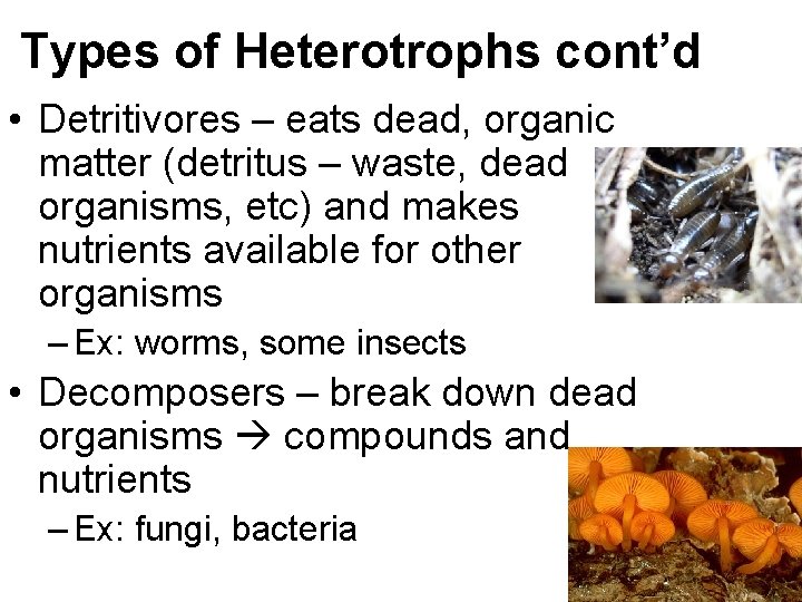 Types of Heterotrophs cont’d • Detritivores – eats dead, organic matter (detritus – waste,