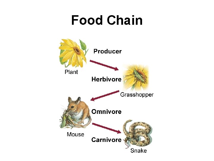 Food Chain 