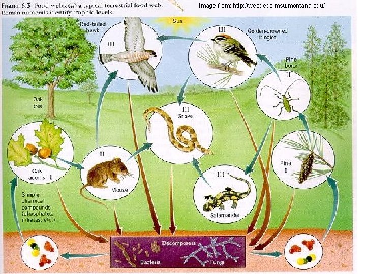 Image from: http: //weedeco. msu. montana. edu/ 