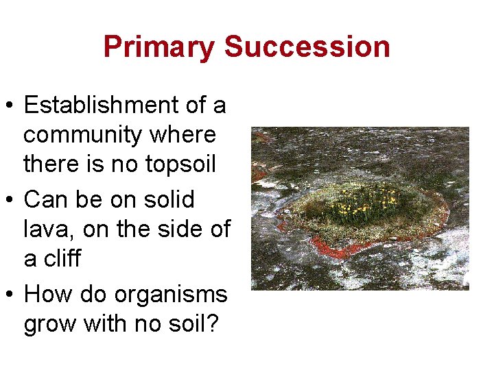 Primary Succession • Establishment of a community where there is no topsoil • Can