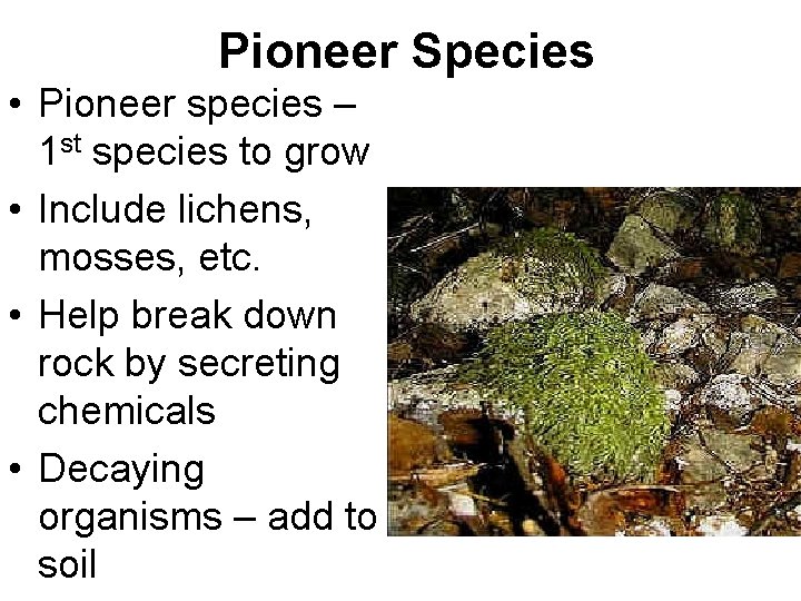 Pioneer Species • Pioneer species – 1 st species to grow • Include lichens,