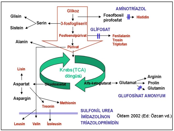 Öktem 2002 (Ed: Özcan vd. ) 