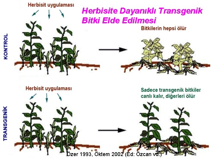 Herbisite Dayanıklı Transgenik Bitki Elde Edilmesi Özer 1993, Öktem 2002 (Ed: Özcan vd. )