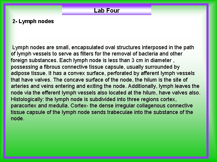 Lab Four 2 - Lymph nodes are small, encapsulated oval structures interposed in the