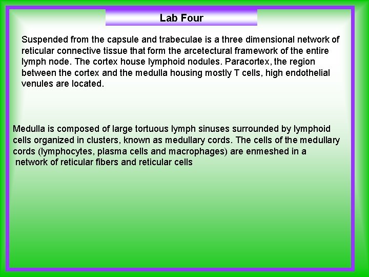 Lab Four Suspended from the capsule and trabeculae is a three dimensional network of