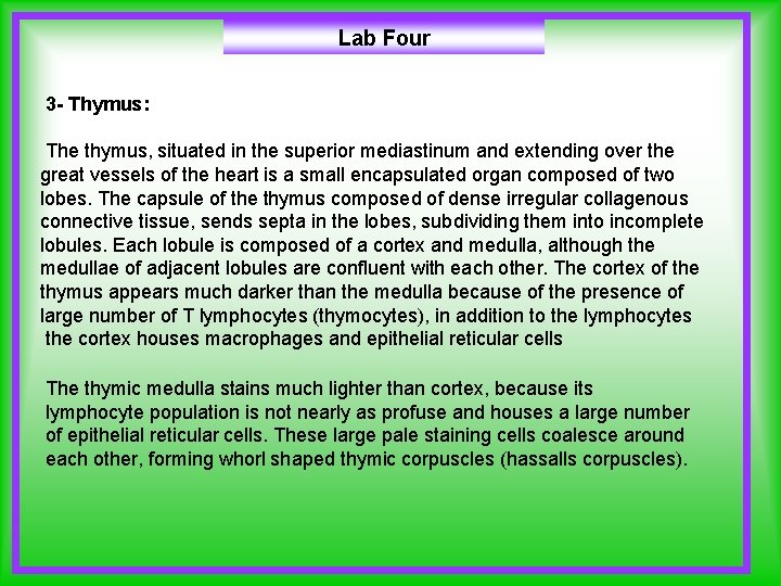 Lab Four 3 - Thymus: The thymus, situated in the superior mediastinum and extending