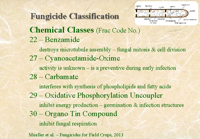 Fungicide Classification Chemical Classes (Frac Code No. ) 22 – Benzamide destroys microtubule assembly