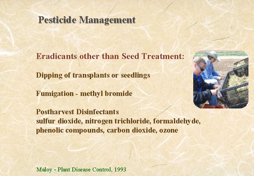 Pesticide Management Eradicants other than Seed Treatment: Dipping of transplants or seedlings Fumigation -