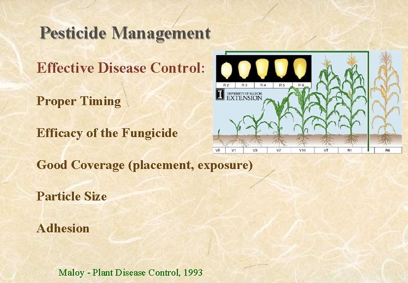 Pesticide Management Effective Disease Control: Proper Timing Efficacy of the Fungicide Good Coverage (placement,