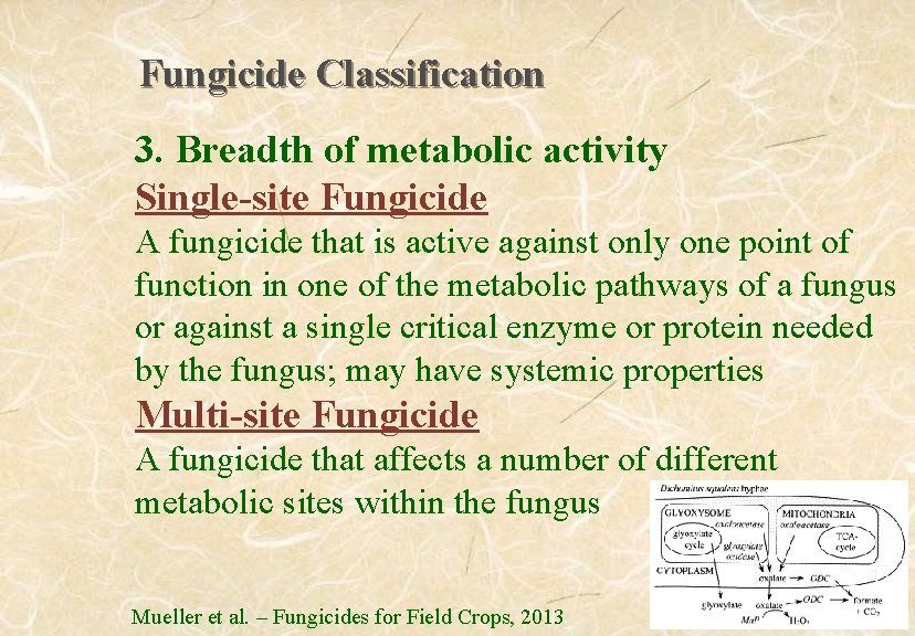 Fungicide Classification 3. Breadth of metabolic activity Single-site Fungicide A fungicide that is active