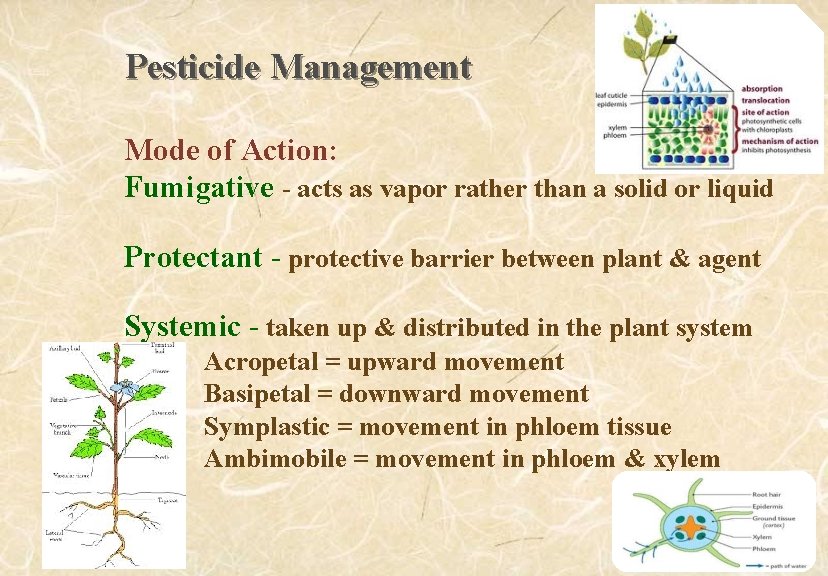 Pesticide Management Mode of Action: Fumigative - acts as vapor rather than a solid