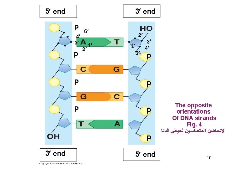 3 end 5 end P 4 3 P P P 5 2 1 2 3 end 5 end P 4 3 P P P 5 2 1 2