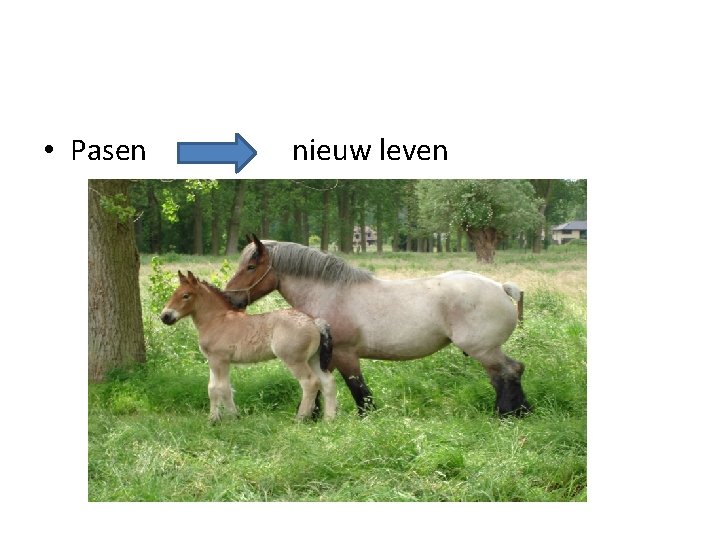  • Pasen nieuw leven 