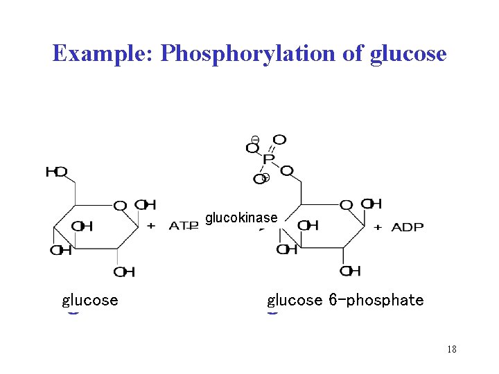 Example: Phosphorylation of glucose glucokinase glucose 6 -phosphate 18 