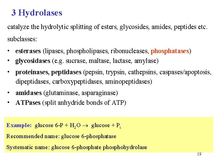 3 Hydrolases catalyze the hydrolytic splitting of esters, glycosides, amides, peptides etc. subclasses: •