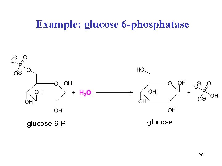Example: glucose 6 -phosphatase glucose 6 -P glucose 20 