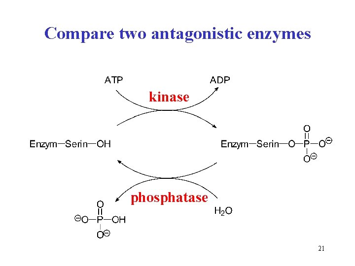 Compare two antagonistic enzymes kinase phosphatase 21 Compare two antagonistic enzymes kinase phosphatase 21