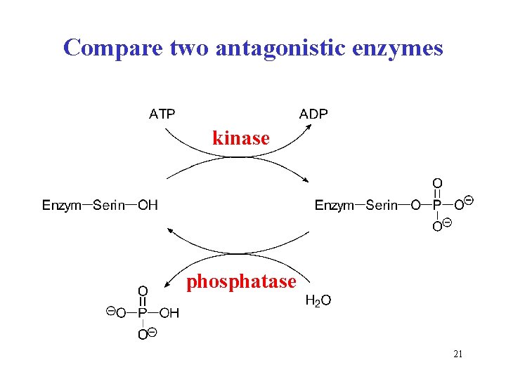 Compare two antagonistic enzymes kinase phosphatase 21 