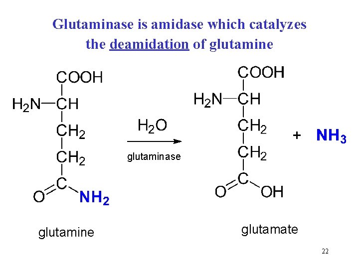 Glutaminase is amidase which catalyzes the deamidation of glutamine glutaminase glutamine glutamate 22 