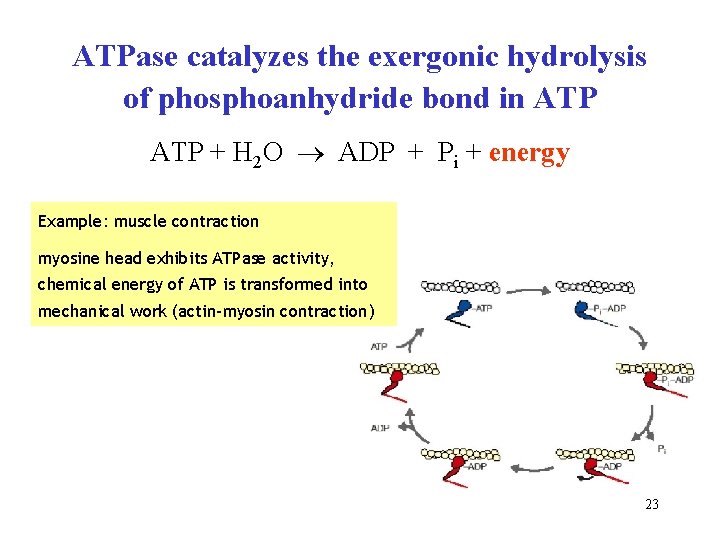 ATPase catalyzes the exergonic hydrolysis of phosphoanhydride bond in ATP + H 2 O ATPase catalyzes the exergonic hydrolysis of phosphoanhydride bond in ATP + H 2 O