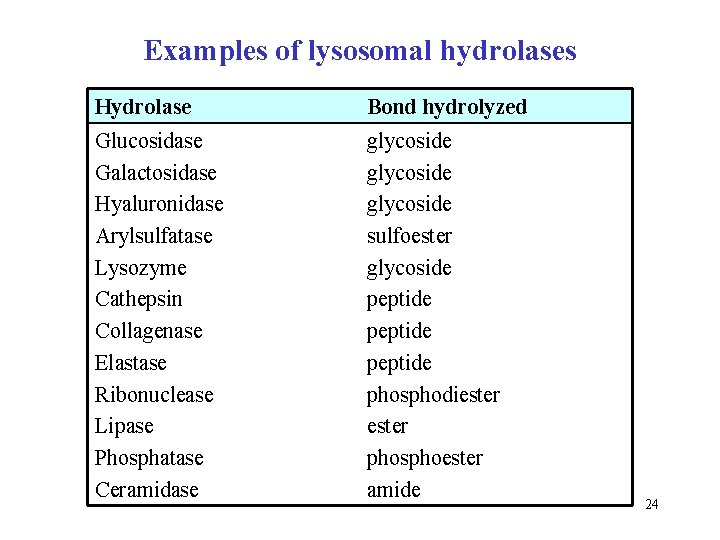 Examples of lysosomal hydrolases Hydrolase Bond hydrolyzed Glucosidase Galactosidase Hyaluronidase Arylsulfatase Lysozyme Cathepsin Collagenase