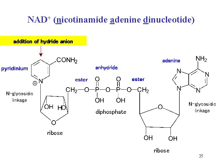 NAD+ (nicotinamide adenine dinucleotide) addition of hydride anion adenine anhydride N-glycosidic linkage diphosphate ribose