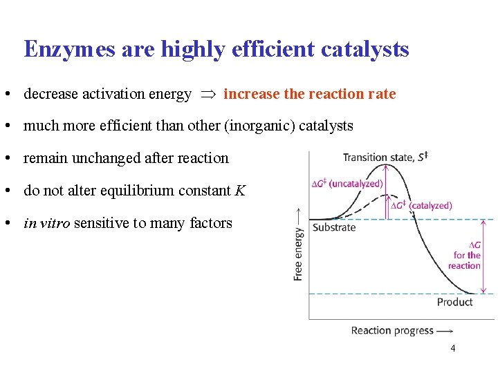 Enzymes are highly efficient catalysts • decrease activation energy increase the reaction rate • Enzymes are highly efficient catalysts • decrease activation energy increase the reaction rate •