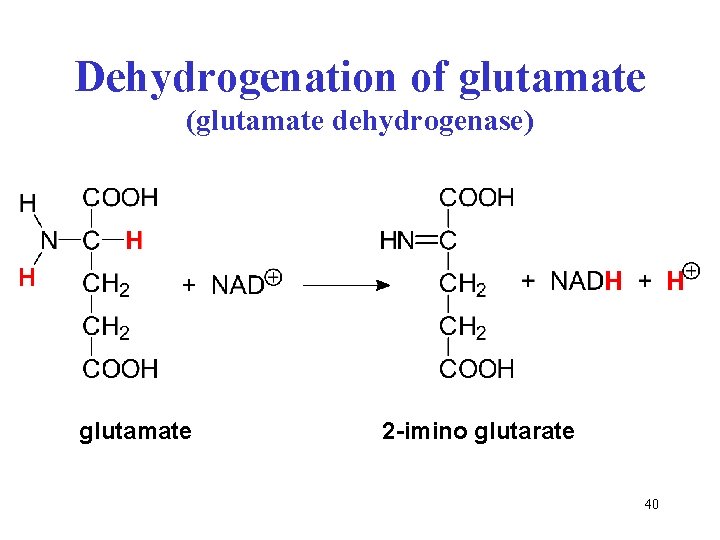 Dehydrogenation of glutamate (glutamate dehydrogenase) glutamate 2 -imino glutarate 40 