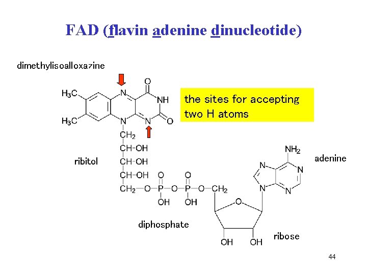 FAD (flavin adenine dinucleotide) dimethylisoalloxazine 2 Haccepting thevazba sites for two H atoms adenine