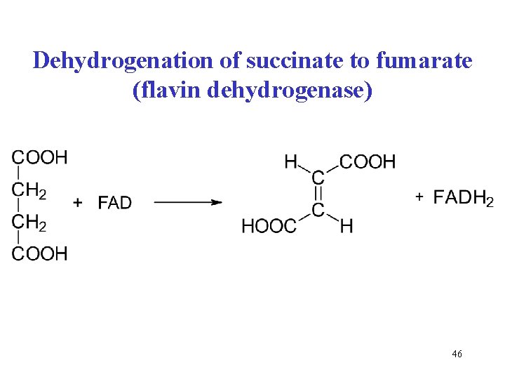 Dehydrogenation of succinate to fumarate (flavin dehydrogenase) 46 