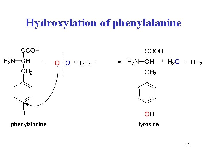 Hydroxylation of phenylalanine tyrosine 49 Hydroxylation of phenylalanine tyrosine 49