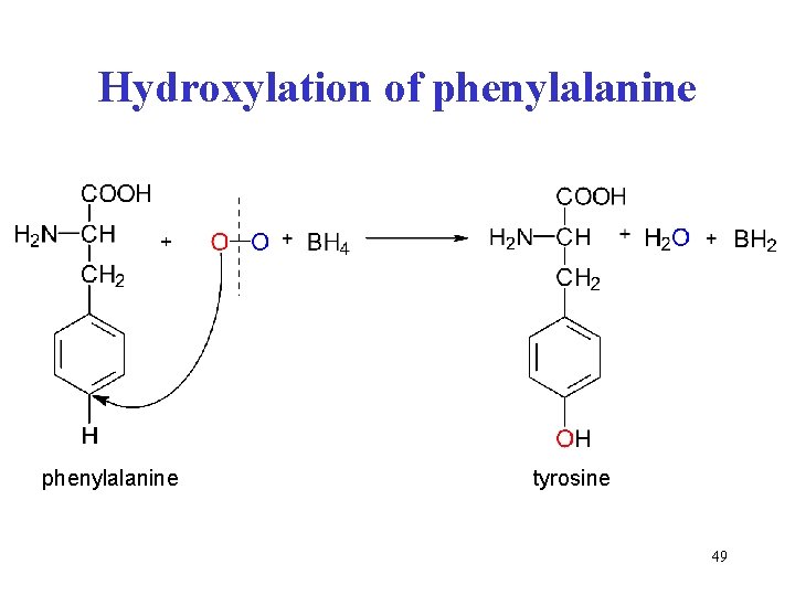 Hydroxylation of phenylalanine tyrosine 49 