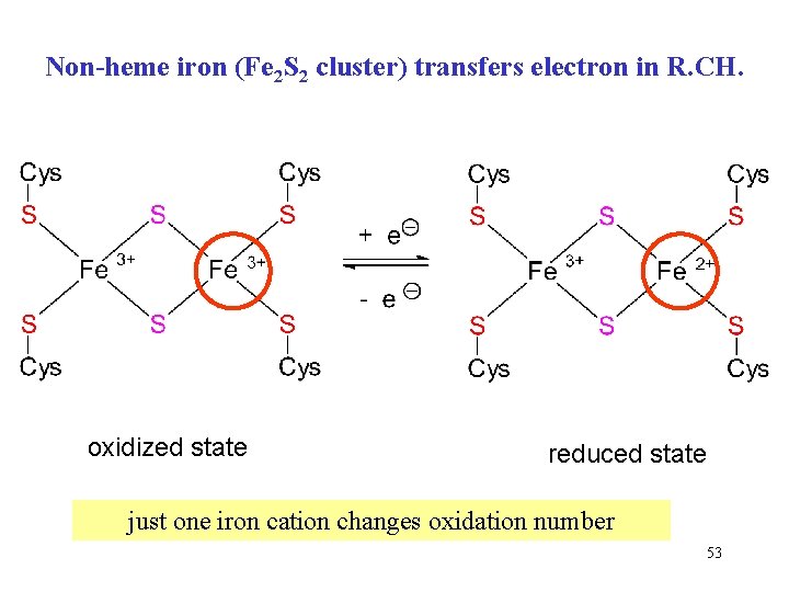 Non-heme iron (Fe 2 S 2 cluster) transfers electron in R. CH. oxidized state Non-heme iron (Fe 2 S 2 cluster) transfers electron in R. CH. oxidized state