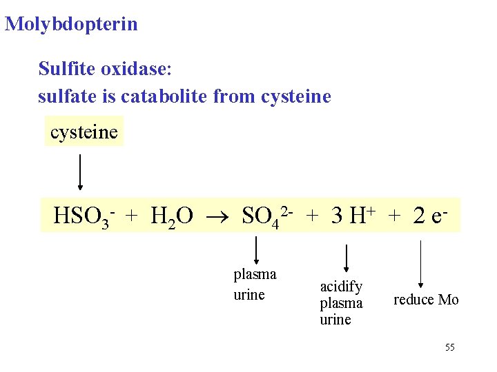 Molybdopterin Sulfite oxidase: sulfate is catabolite from cysteine HSO 3 - + H 2 Molybdopterin Sulfite oxidase: sulfate is catabolite from cysteine HSO 3 - + H 2